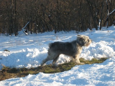 Marley running around and having fun