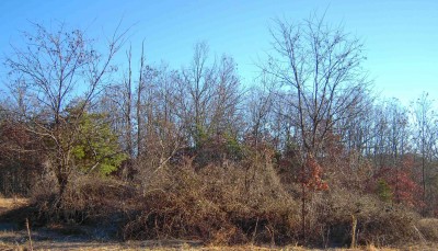 The &quot;Beast&quot; closest to the garden