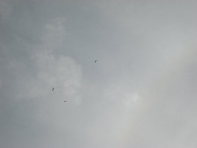 Gliders thermalling, and cirrus ring around the sun