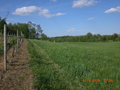 The landing field next to the winery.  I landed just behind the hump in the middle.