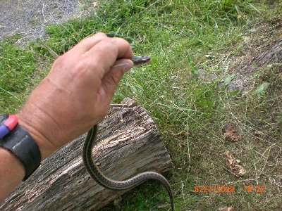 Mr. Garter Snake captured.