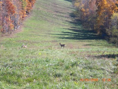 Spooking some deer climbing the gas line clear cut.