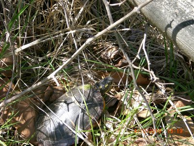 Some local wildlife, the Eastern Painted Turtle.