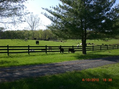 Cattle grazing on the range.