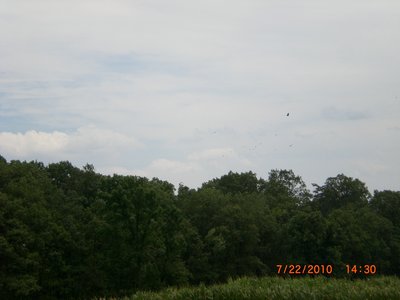 Turkey Vultures soaring the treeline next to Quarry Road.