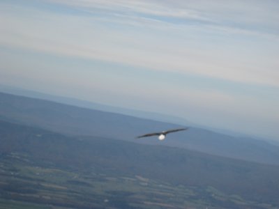 Bald Eagle Pic #2