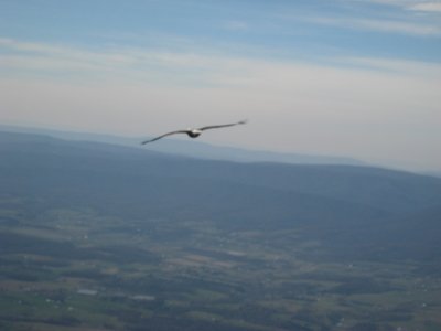 Bald Eagle Pic #3
