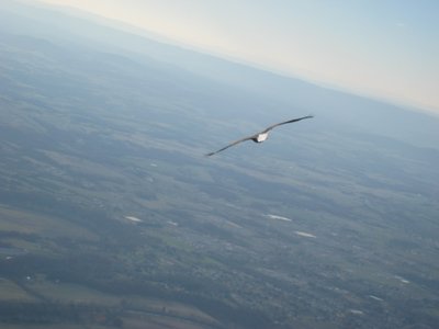 Bald Eagle Pic #4