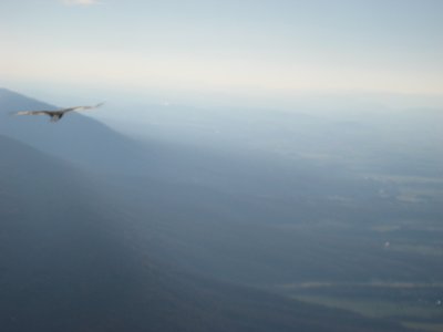 Bald Eagle Pic #5